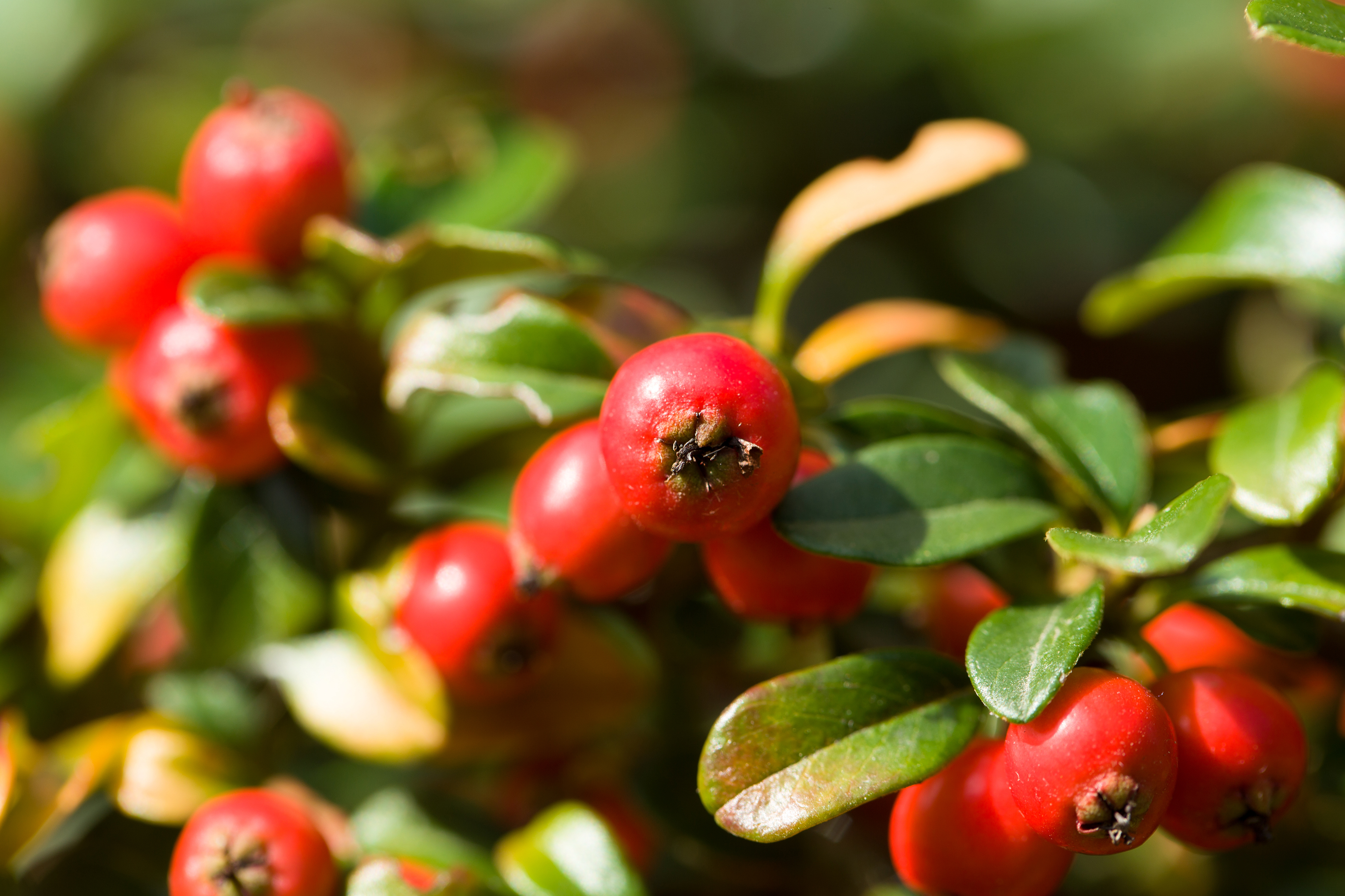 gaultheria rouge plante automne a baies rouges